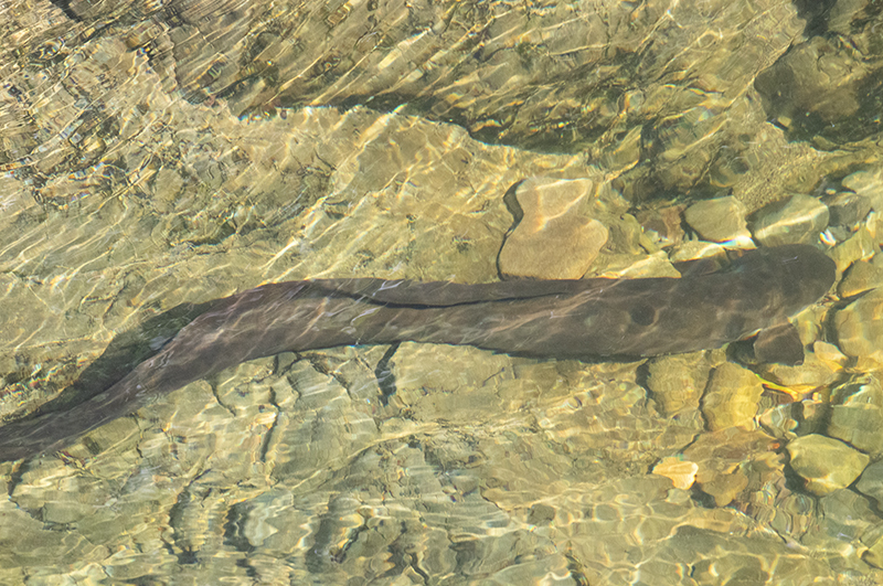 Long-finned eel