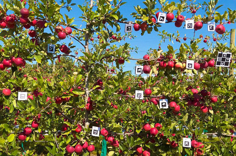 apples ready to count