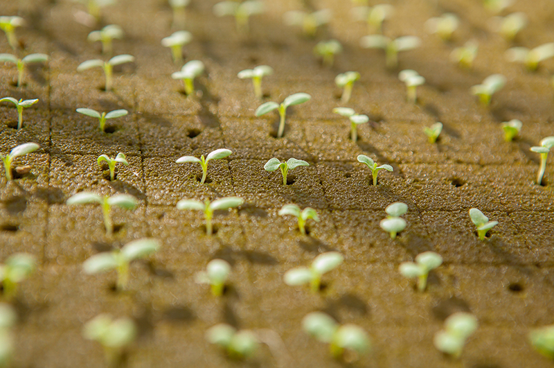 seedlings