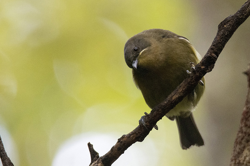 bellbird