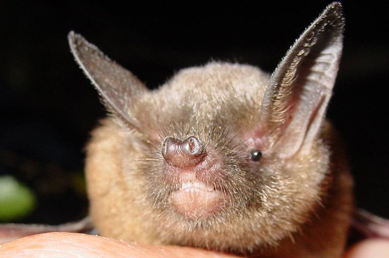 short-tailed bat