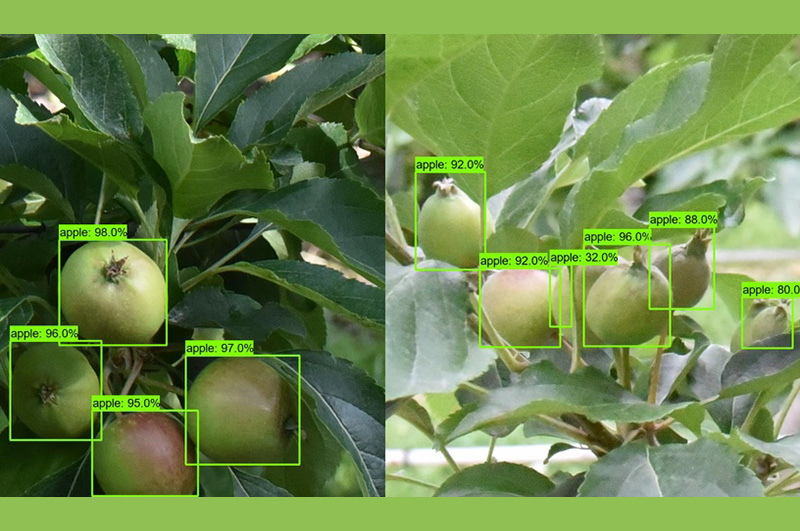 Lincoln Agritech fruit counting app