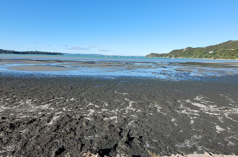 Okeania mat affecting beach