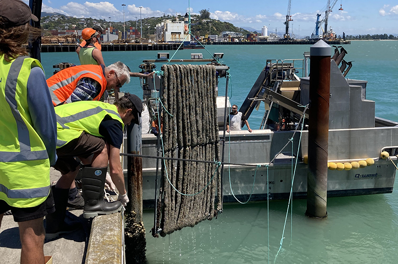 Living filter trial installation