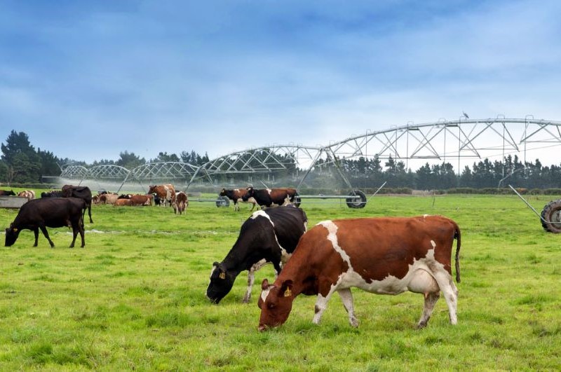cows and irrigation