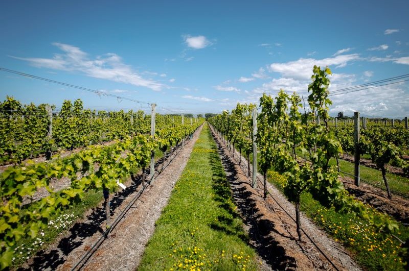 grape vines