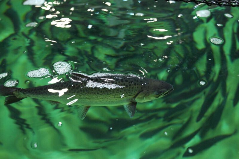 Connections Newsletter Issue 55