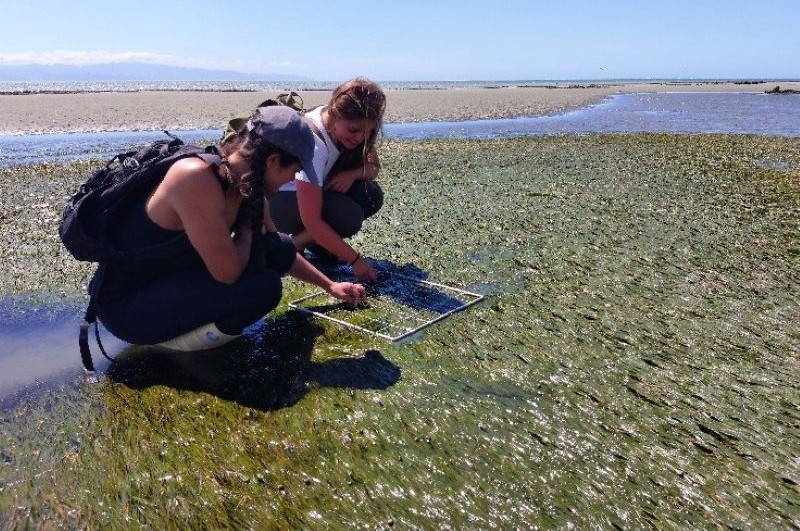 seagrass mapping