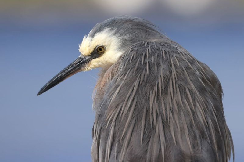 White-faced heron