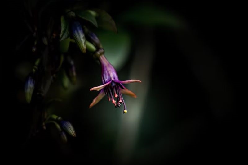 kotukutuku flower