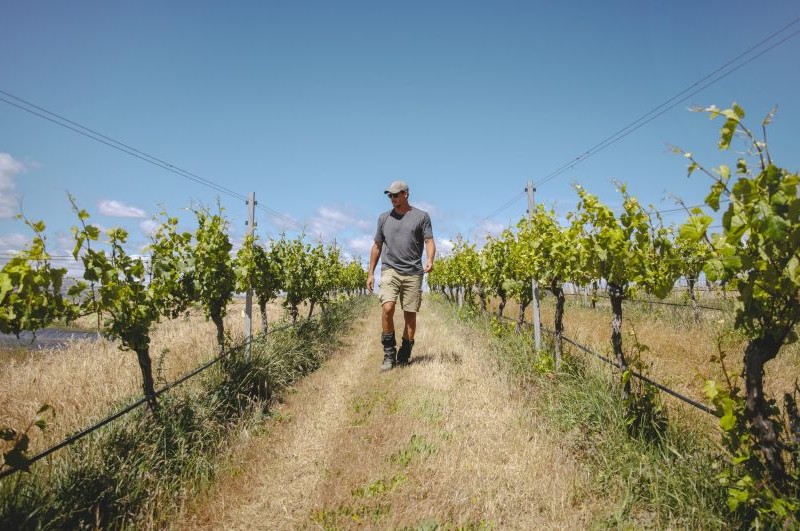 vineyard