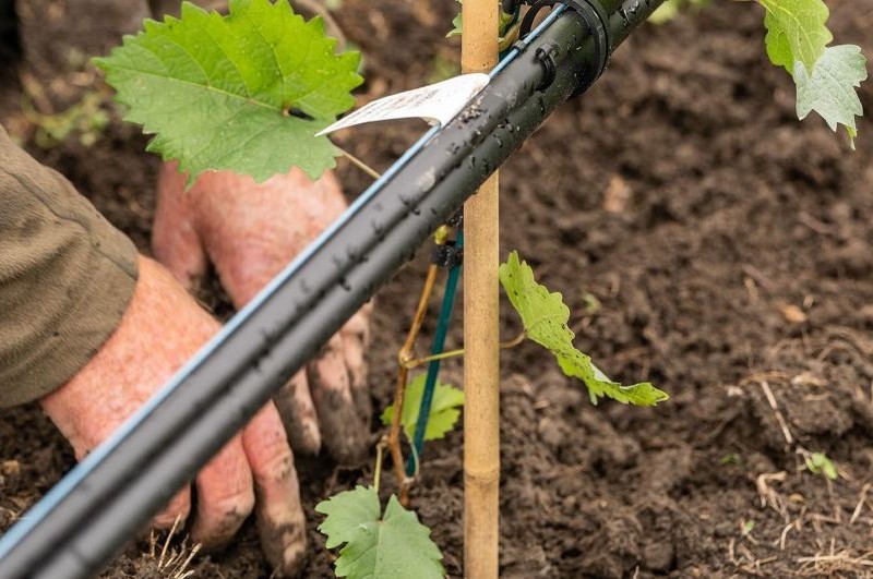 Sauvignon blanc clone
