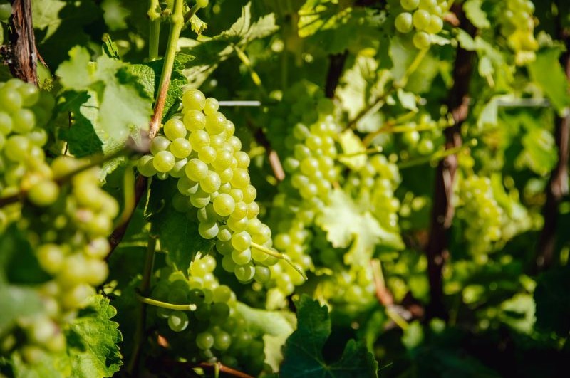 Sauvignon Blanc grapes