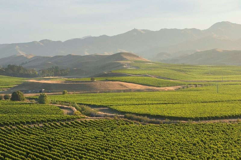 Blind River Vineyard