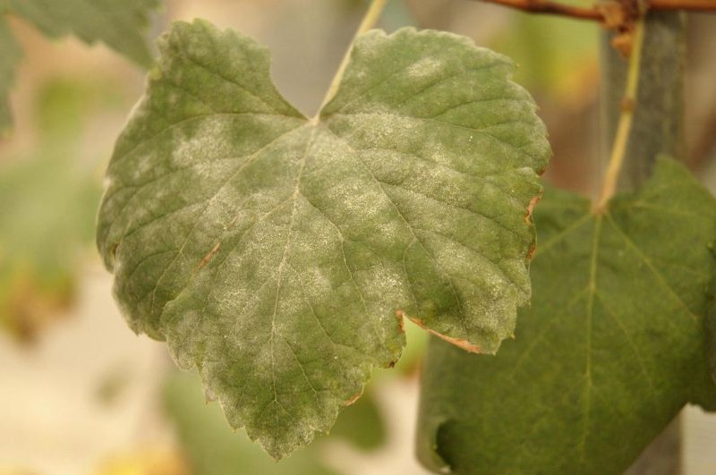 powery mildew on grape leaf