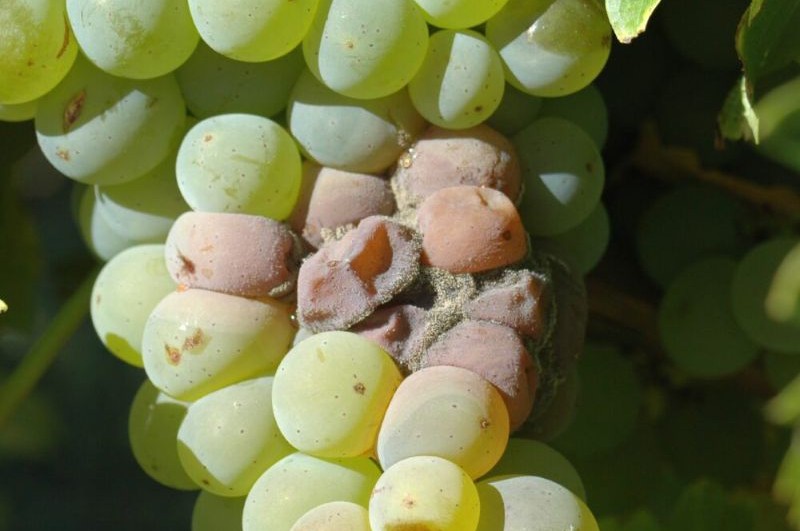 spores on infected berries