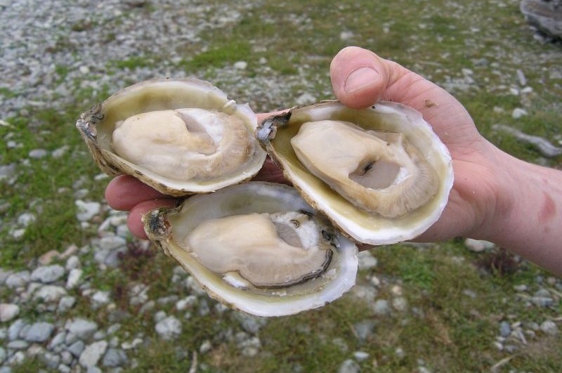 Bluff oysters