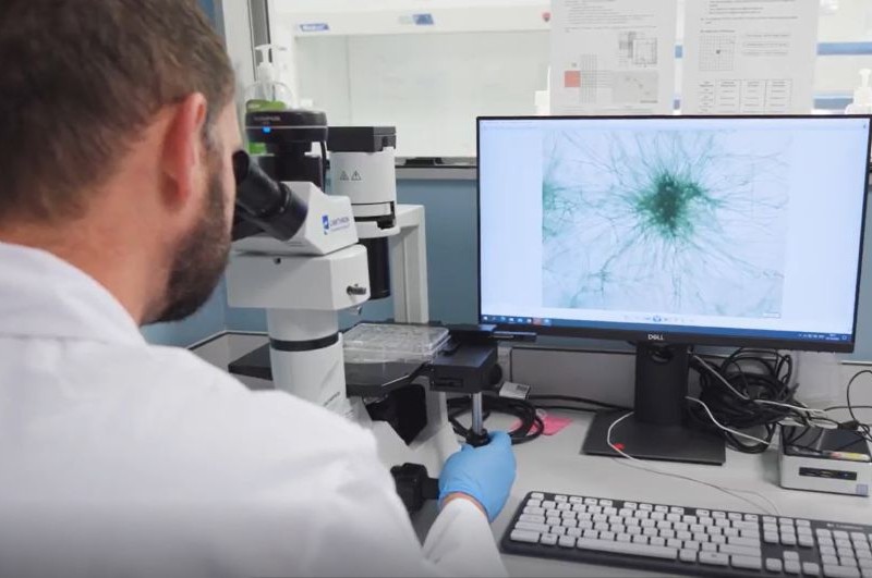 examining cyanobacteria under the microscope