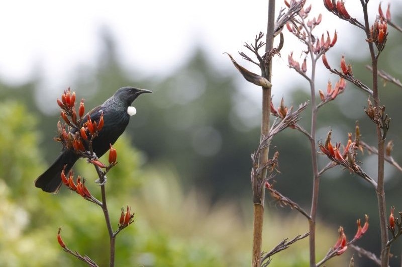 tui