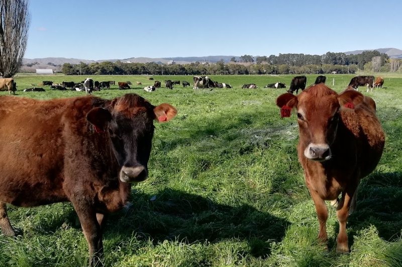 Manawatu cows