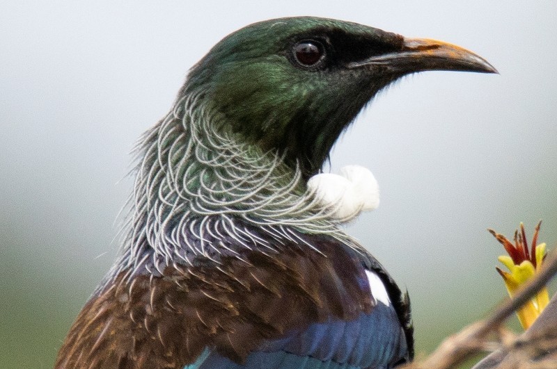 tui