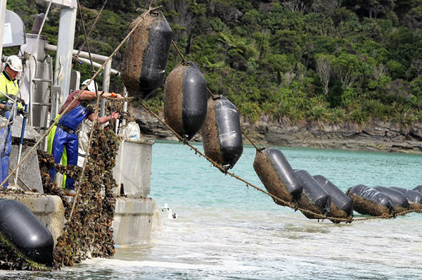 mussel farming