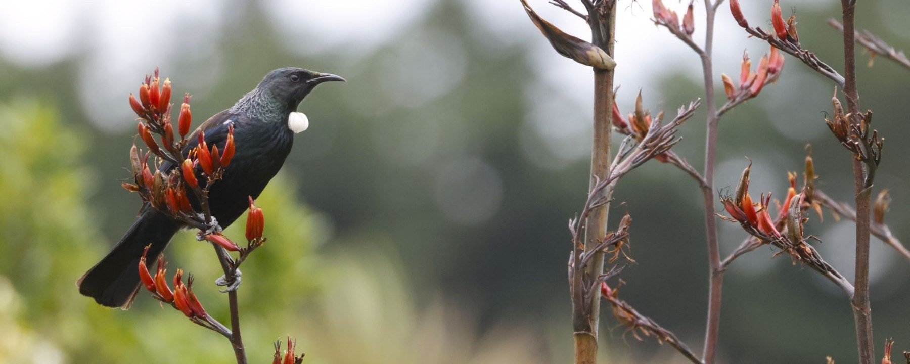 tui