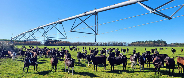 cows and irrigation rig