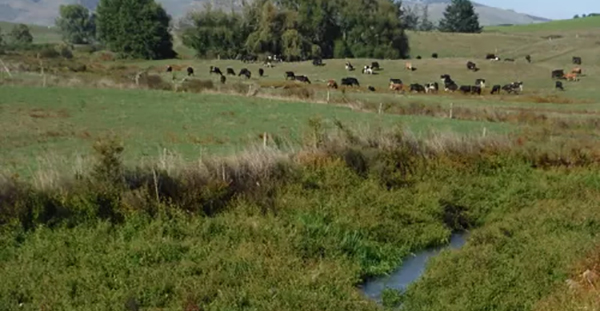 stream and cows