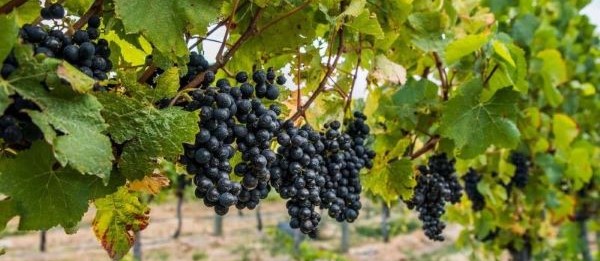 pinot noir grapes