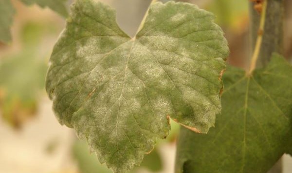 Powdery mildew