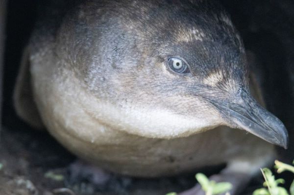 Little blue penguin